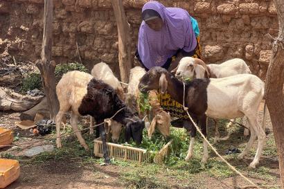 A person feeding goats leafy green vegetables.