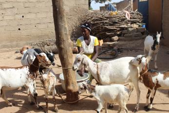 A woman tending her goats.