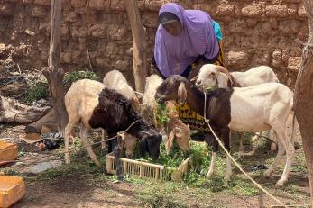 Woman tends to her feeding goats.
