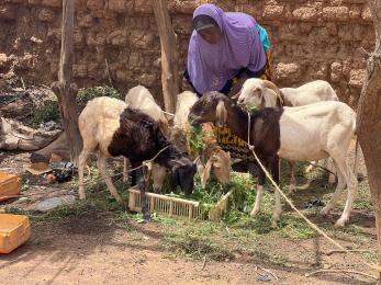 Woman tends to her feeding goats.