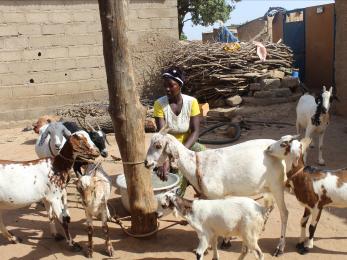 A woman tending her goats.